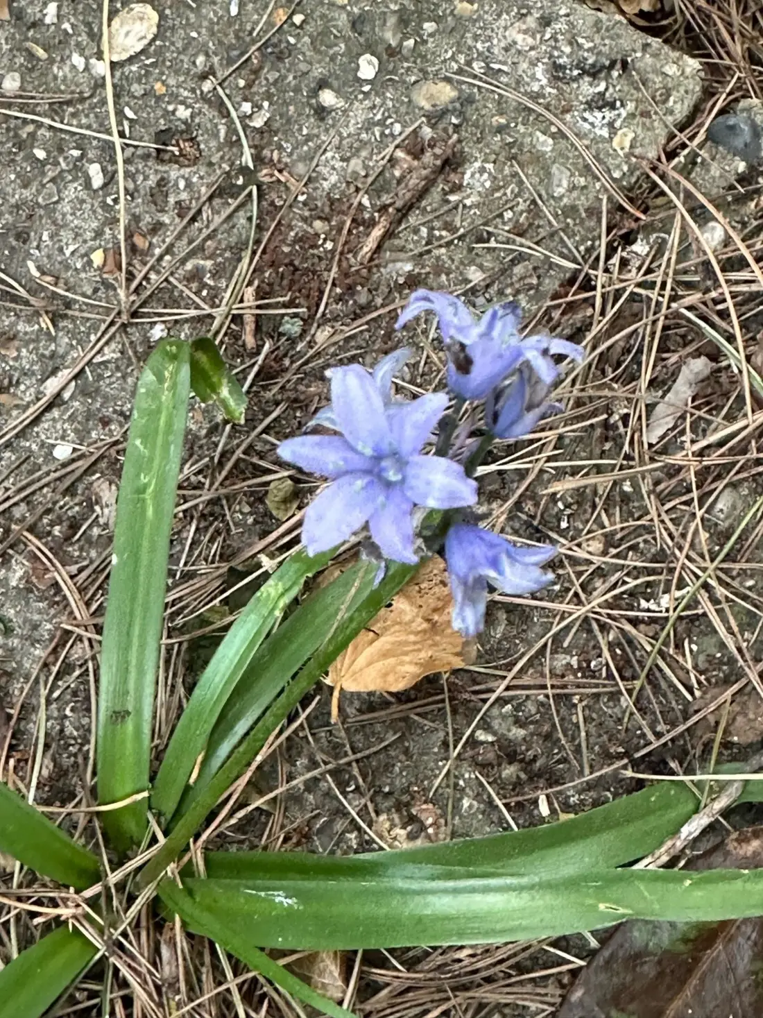 A flower growing through concrete